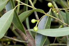 برگ بوی مکزیکی